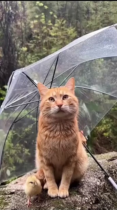 Hund jagt seinen Schatten! 20250301