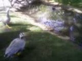 Canard au square des Batignolles