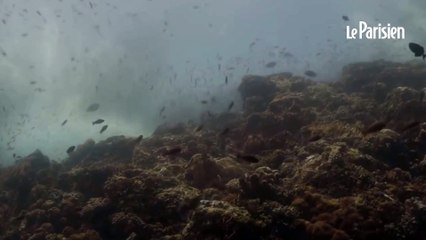 « Il n’avait plus de bras » : un plongeur russe retrouvé dans la mâchoire d’un requin