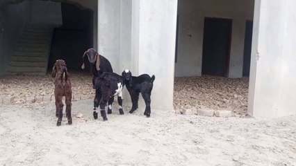 Baby play with goats