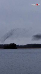 Captivating starling murmurations dance across the sky in a stunning post-Valentine's scene