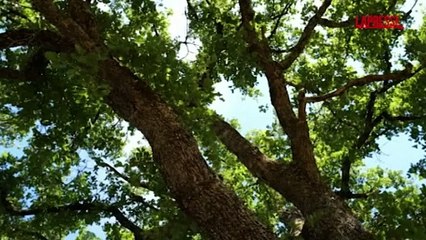 Morto Fulco Pratesi, l'ultima intervista: "Tre cose chiave da fare"