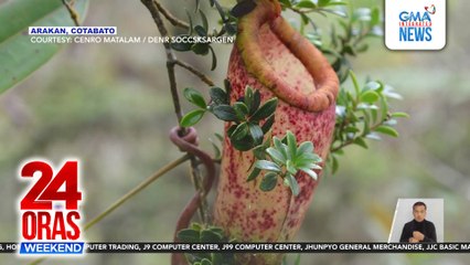 5 species ng pitcher plant sa Mt. Sinaka sa Cotabato, nadokumento ng DENR | 24 Oras Weekend