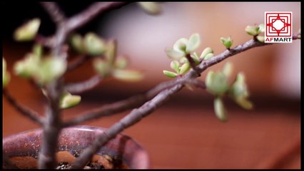 Les 24 mouvements du Taichi assis