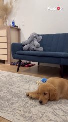 Grateful child's face lights up after being surprised with a four-legged cutie!