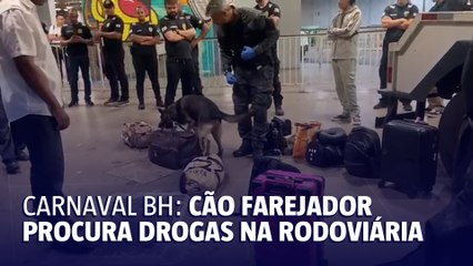 Cachorros farejam drogas em malas na rodoviária de BH