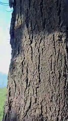 dari balik phon nampak gagahnya sindoro