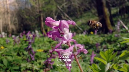La forêt des abeilles sauvages