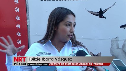 Detectan perros callejeros con TVT (cáncer canino) en Frontera