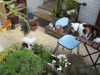 Rosée du matin printemps 2008 - Pitbull & Araki 1er contact