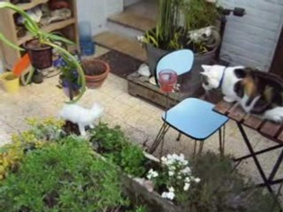 Rosée du matin printemps 2008 - Pitbull & Araki 1er contact