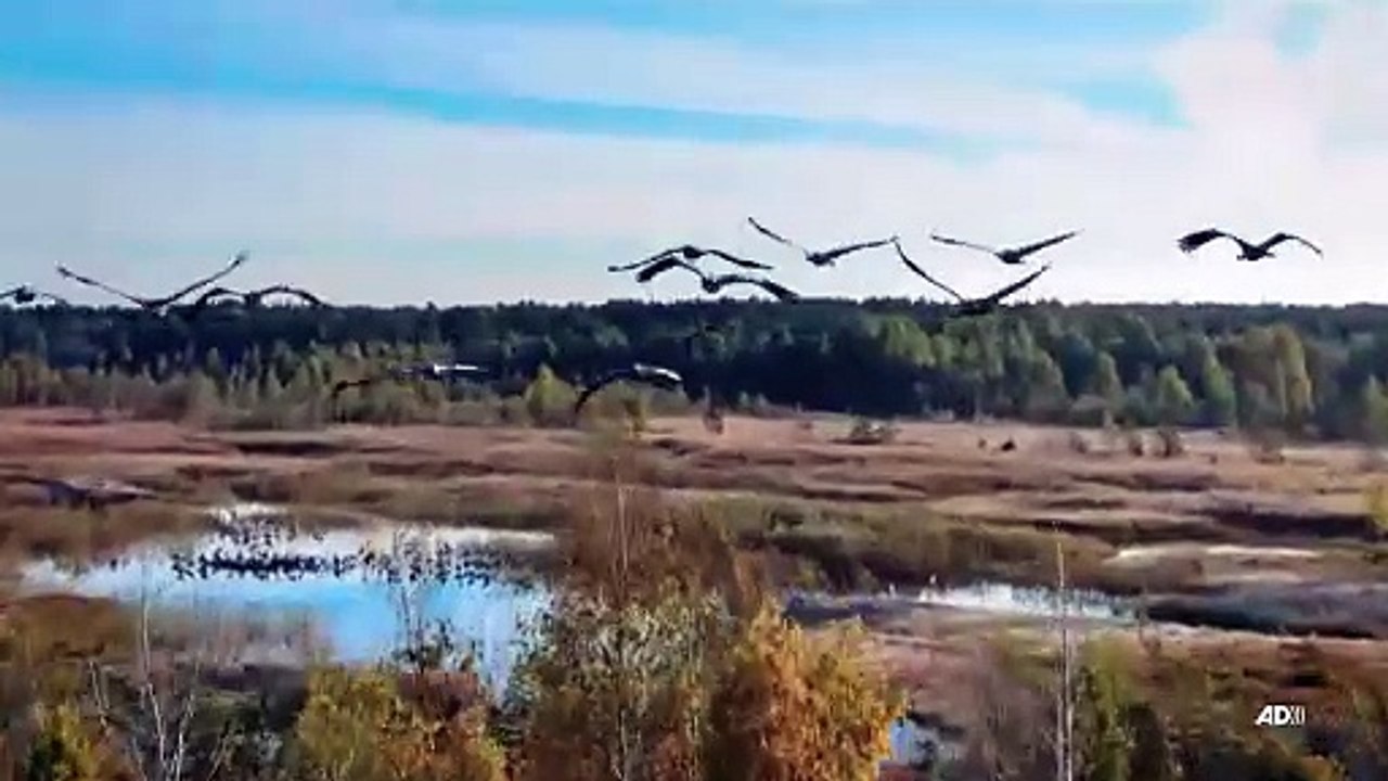 La fabuleuse histoire des oiseaux, des dinosaures parmi nous
