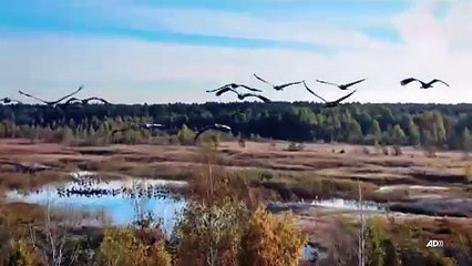 La fabuleuse histoire des oiseaux, des dinosaures parmi nous