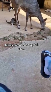 Cat Playfully Paws at a Deer's Legs