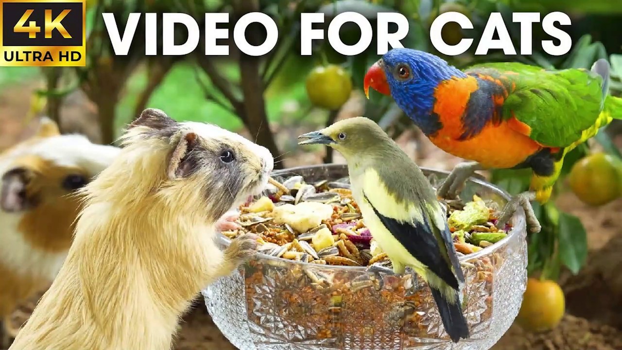 Birds and Squirrels Playtime in the Garden - Video For Cats to Watch - CatTV Central
