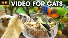 Birds and Squirrels Playtime in the Garden - Video For Cats to Watch - CatTV Central