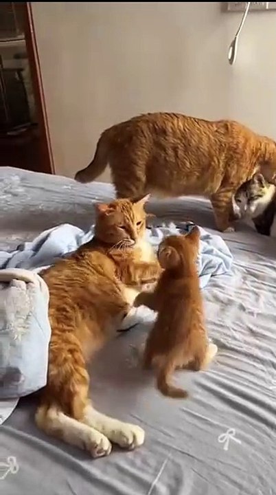 Mutiger Hund holt den Ball! 20250301