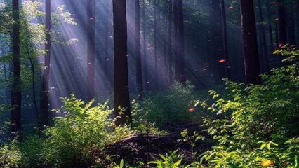 The Whispering Pines of Appalachia West Virginia True Horror Story