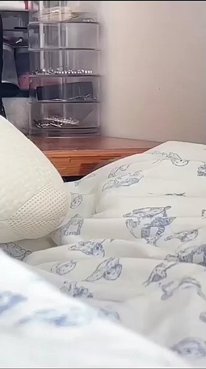 Katze im Karton! 20250301