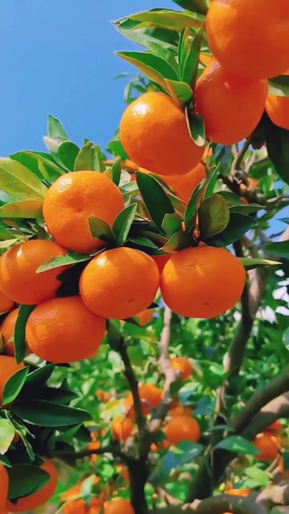 Orange Fruit Yammy And Tasty 😋🍊🍓🍒🍋🍍🍇🥭🍎#short #orange #nature #trending