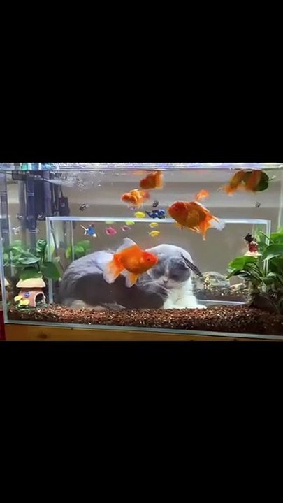 Hund bringt Fernbedienung! 20250301