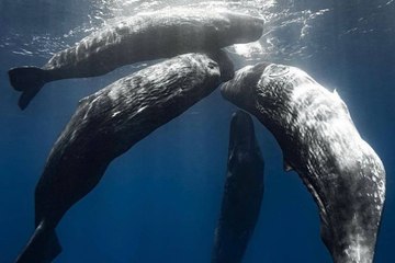 ¡Se llevó con éxito Sinfonía oceánica en Los Cabos!