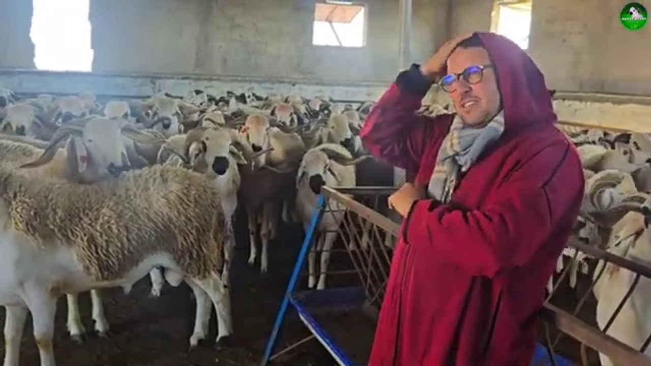 بعد الغاء عيد الاضحى سمعو اشنو قال هاد الكساب المغربي