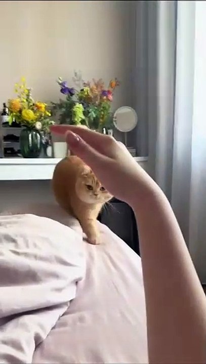 Hund bringt Fernbedienung! 20250302