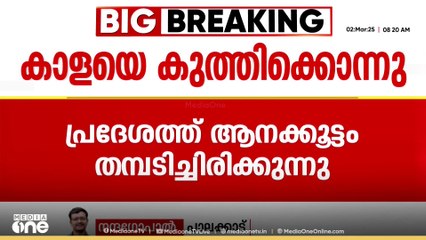 അട്ടപ്പാടി കാട്ടാന ആക്രമണം