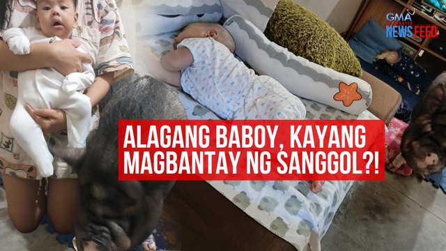 Alagang baboy, kayang magbantay ng sanggol?! | GMA Integrated Newsfeed