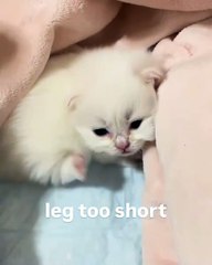 🐾 Dive into a world of adorableness with our latest video featuring the ul