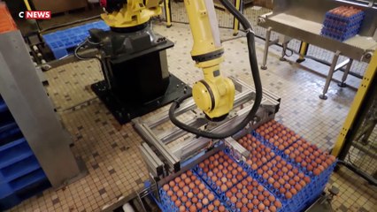 Envol du prix des œufs aux Etats-Unis : que craindre pour la France ?