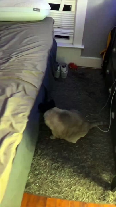 His cat was embarrassed of his outfit