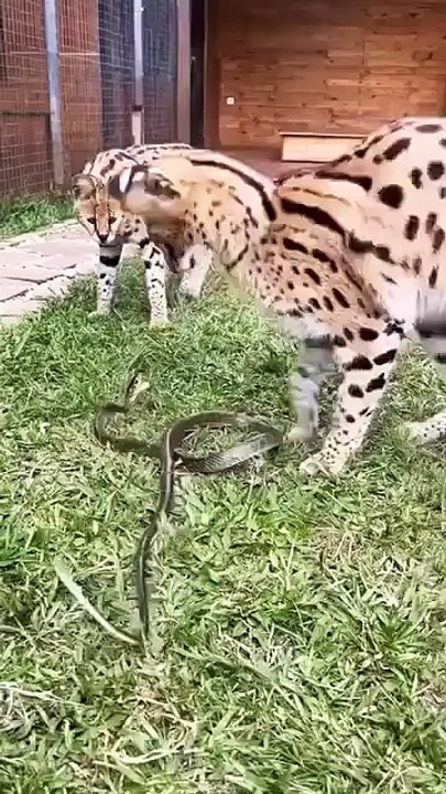 serpente