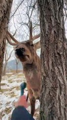 coexistence between humans and animals