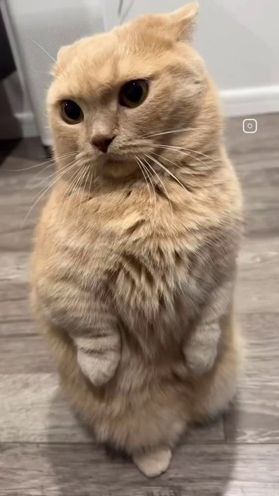 Short leg Cat