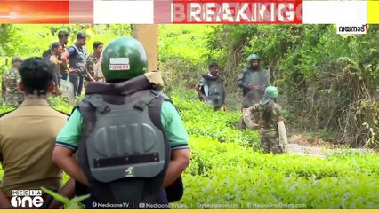 കെണിയിൽ കുടുങ്ങിയ പുലിക്ക് ആദ്യഡോസ് മയക്കുവെടി വച്ചു; വൈകാതെ കൂട്ടിലേക്ക് മാറ്റും