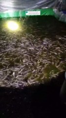 Cara agar ikan lele nafsu makan nya terjaga dan tidak ada kata malas makan