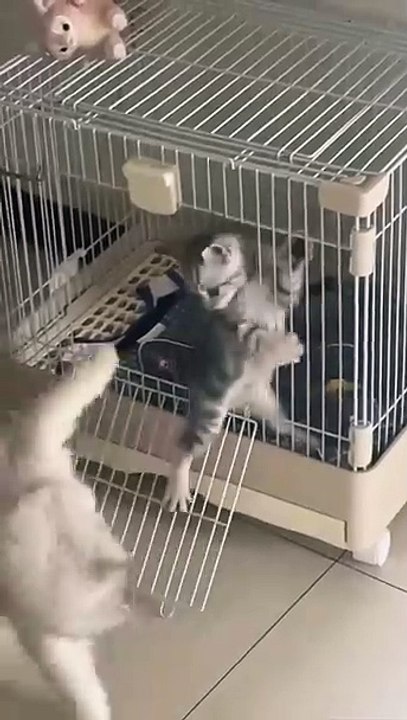 Hund auf der Schaukel! 20250302