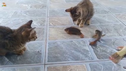 Beautiful_Animal_Moments_-_Dog,_Cat,_Chicken,_Elephant,_Cow,_Sheep_-_Animal_Sounds