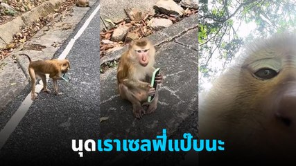 ไวรัล สาวฝรั่งเที่ยวไทย เจอลิงแย่งมือถือไปเซลฟี่