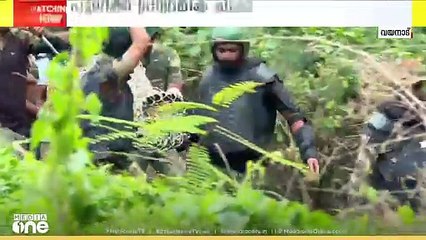 വയനാട് കേബിള്‍ കെണിയില്‍ കുരുങ്ങിയ പുലിയെ മയക്കുവെടി വച്ച് പിടികൂടി; ഉള്‍വനത്തില്‍ തുറന്നുവിടും