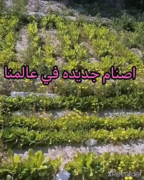 نقي قلبك نعبد أصنام جديده في عالمنا الحديثَ