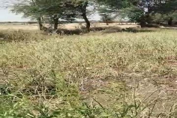 लहसुन की फसल उखाड़कर ले गए चोर