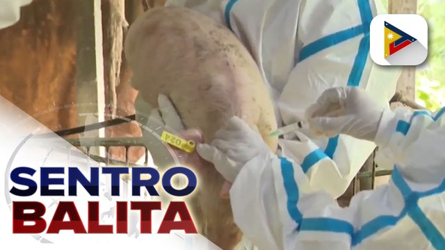 Malaking bilang ng mga baboy na binakunahan vs. ASF, nakitaan na ng antibodies