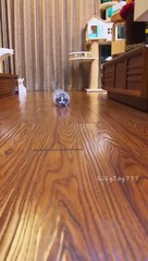 Cutie_Kittens_Meowing._#cute_#meow_#kitten(480p)