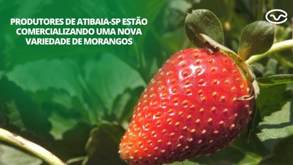 Produtores de Atibaia-SP estão comercializando uma nova variedade de morangos
