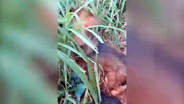Internauta pede ajuda para resgatar cachorras e filhotes abandonados no Santo Onofre