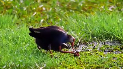 Mysteries of the Mekong | show | 2017 | Official Trailer