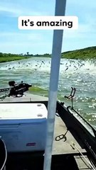 HOW MUCH FISHES IN THE WATER,,,